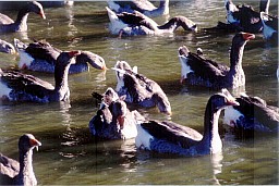 Les Oies_0002.jpg