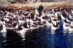Les Oies_0004.jpg