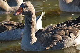 Les Oies_0340.jpg